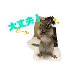シマリス どんぐり3（個別スタンプ：12）