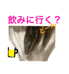 シマリス どんぐり3（個別スタンプ：13）