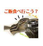 シマリス どんぐり3（個別スタンプ：14）