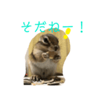 シマリス どんぐり3（個別スタンプ：15）