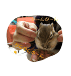 シマリス どんぐり3（個別スタンプ：16）