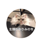 才太いつかブリ（個別スタンプ：7）