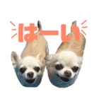 チワワの♡リリ♡ララ♡（個別スタンプ：3）