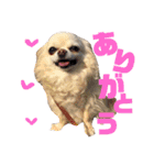 チワワの♡リリ♡ララ♡（個別スタンプ：5）