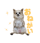 チワワの♡リリ♡ララ♡（個別スタンプ：6）