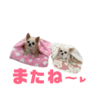 チワワの♡リリ♡ララ♡（個別スタンプ：10）