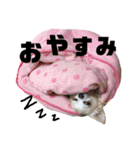 チワワの♡リリ♡ララ♡（個別スタンプ：13）