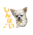チワワの♡リリ♡ララ♡（個別スタンプ：19）