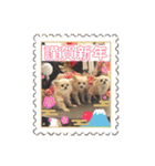 チワワの♡リリ♡ララ♡（個別スタンプ：22）