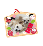 チワワの♡リリ♡ララ♡（個別スタンプ：24）