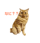 あいり動物園（個別スタンプ：1）