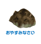 あいり動物園（個別スタンプ：7）