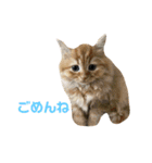 あいり動物園（個別スタンプ：8）