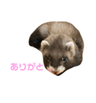 あいり動物園（個別スタンプ：9）