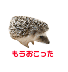 あいり動物園（個別スタンプ：16）