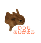 あいり動物園（個別スタンプ：24）