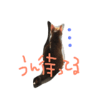 みー太郎の日常（個別スタンプ：3）