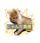 みー太郎の日常（個別スタンプ：6）