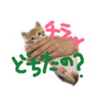 みー太郎の日常（個別スタンプ：8）