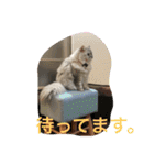 うちのキーちゃん3（個別スタンプ：11）
