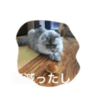うちのキーちゃん3（個別スタンプ：12）