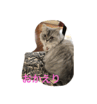 うちのキーちゃん3（個別スタンプ：14）