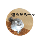 うちのキーちゃん3（個別スタンプ：17）
