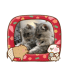 うちのキーちゃん3（個別スタンプ：22）
