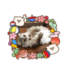 うちのキーちゃん3（個別スタンプ：24）