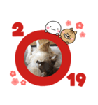 いまい家のわんこ（個別スタンプ：3）