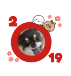 いまい家のわんこ（個別スタンプ：4）