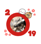 いまい家のわんこ（個別スタンプ：5）