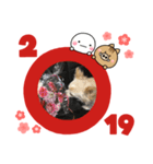 いまい家のわんこ（個別スタンプ：7）