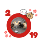 いまい家のわんこ（個別スタンプ：11）