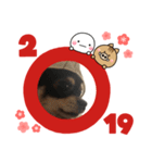 いまい家のわんこ（個別スタンプ：15）