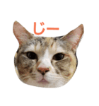 わがやのユニークねこ（個別スタンプ：3）