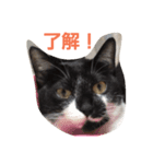 わがやのユニークねこ（個別スタンプ：4）