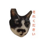 わがやのユニークねこ（個別スタンプ：5）