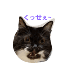 わがやのユニークねこ（個別スタンプ：6）