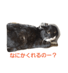 わがやのユニークねこ（個別スタンプ：7）