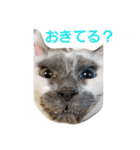 わがやのユニークねこ（個別スタンプ：8）