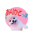 ポメラニアンMOKOさん（個別スタンプ：1）