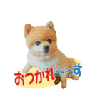 ポメラニアンMOKOさん（個別スタンプ：2）