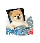 ポメラニアンMOKOさん（個別スタンプ：3）