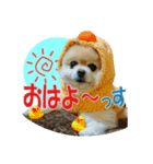 ポメラニアンMOKOさん（個別スタンプ：4）
