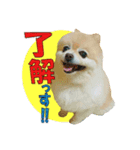 ポメラニアンMOKOさん（個別スタンプ：6）