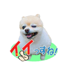 ポメラニアンMOKOさん（個別スタンプ：7）