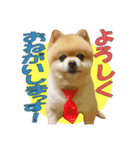 ポメラニアンMOKOさん（個別スタンプ：8）