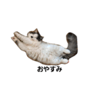 ペット 犬猫（個別スタンプ：1）