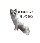 ペット 犬猫（個別スタンプ：3）